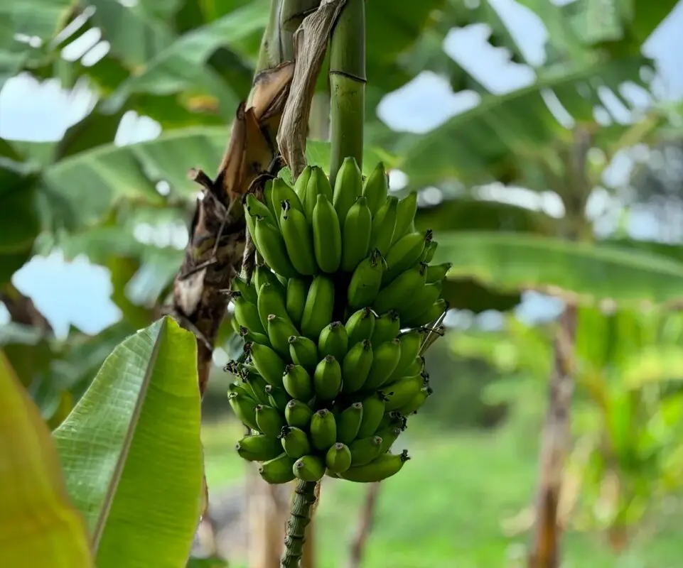 A bunch of green bananas hanging from a tree.