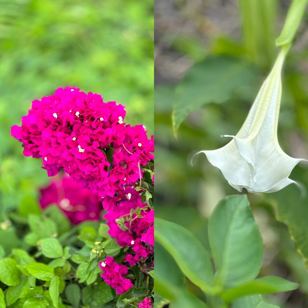 Two pictures of flowers and a plant.