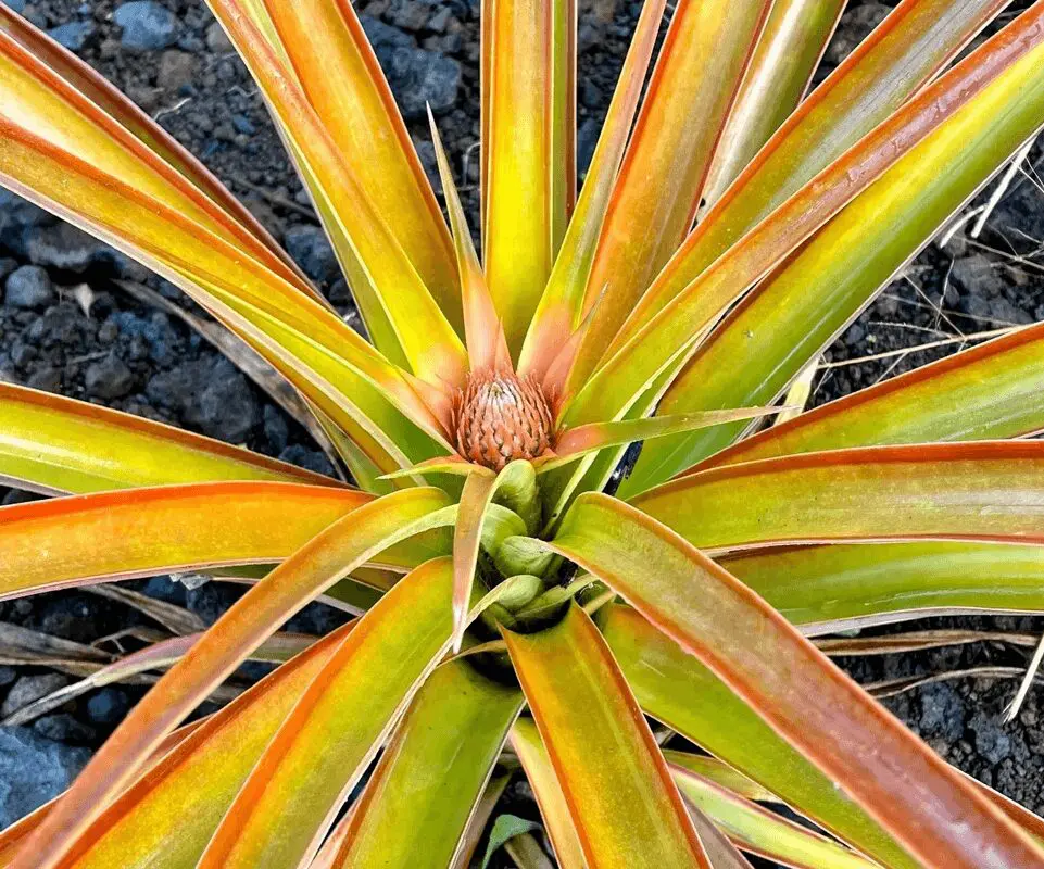 A close up of the top of an agave plant.