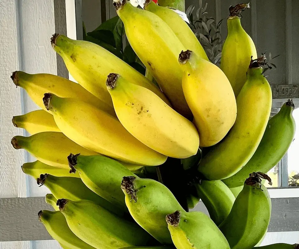 A bunch of bananas are in the air