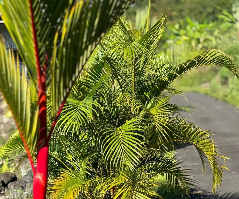 A close up of some green plants near a road