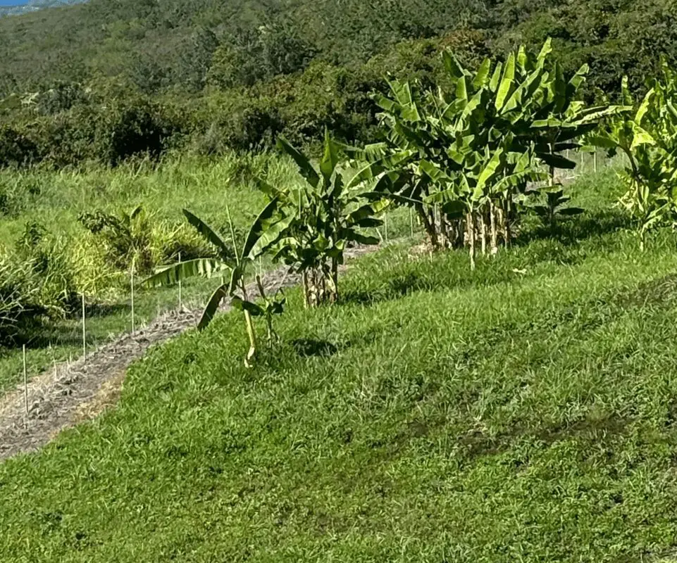 A grassy area with trees and bushes in the background.